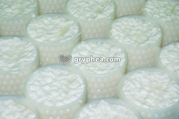 Fabrication du fromage - Faisselles de caillé frais avec rehausses - gryphea.org